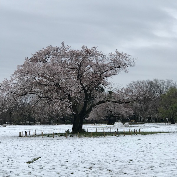 雪の積もった原っぱに立つ桜