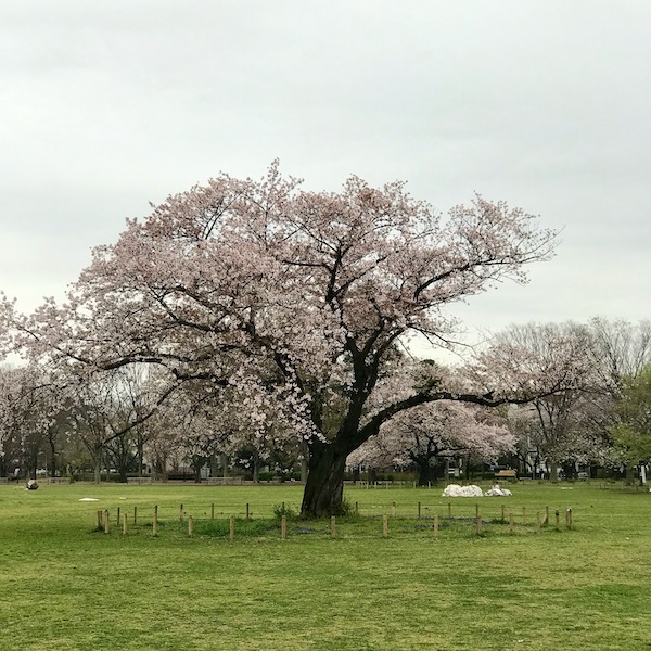 まだ散らない原っぱの桜