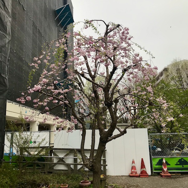 団地の枝垂れ桜