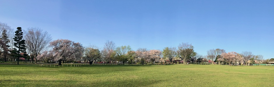 桜咲く公園のパノラマ写真