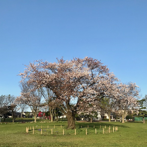 散りはじめた公園の桜