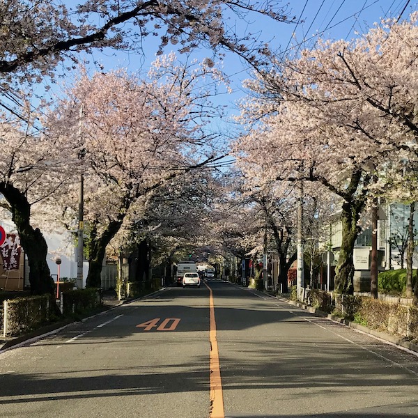 まだ咲いている桜並木