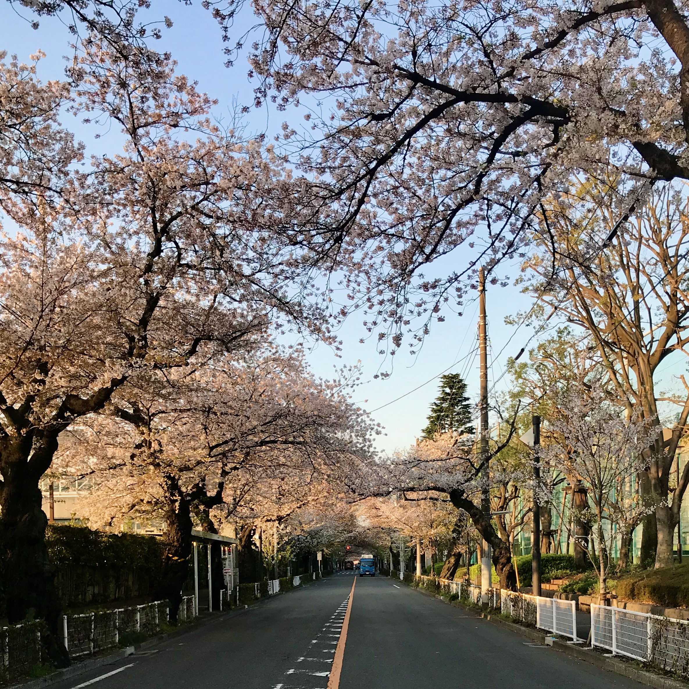 桜並木