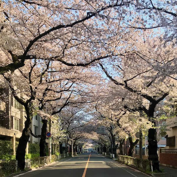 桜並木