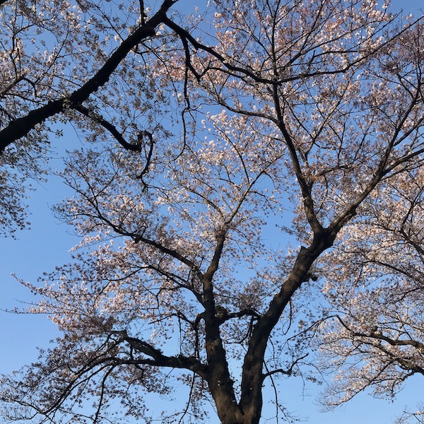 競技場の桜