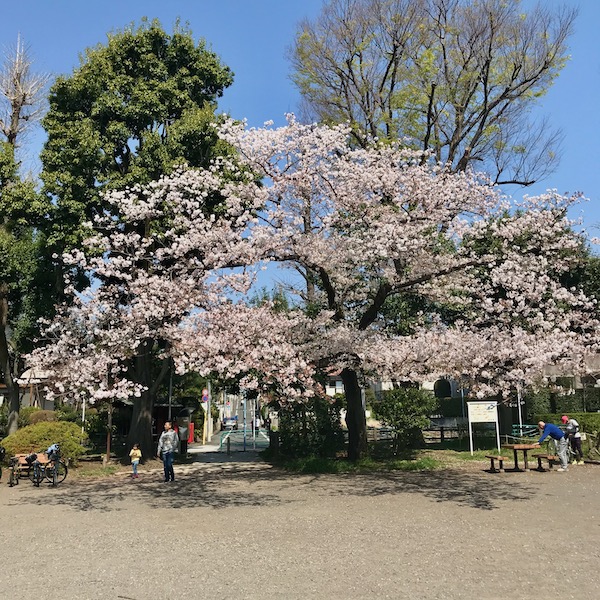 大きな桜の木