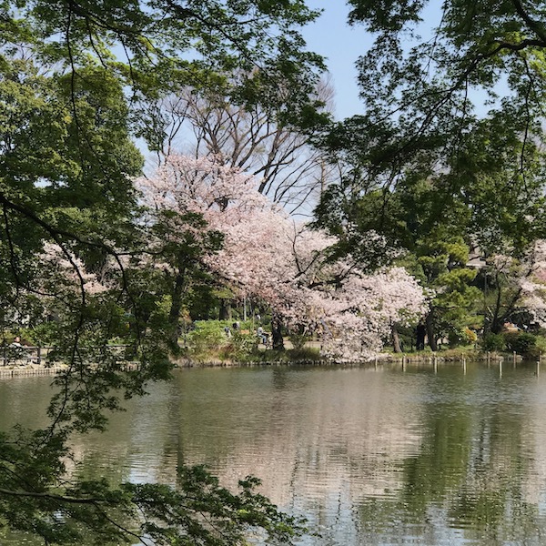 水辺の桜