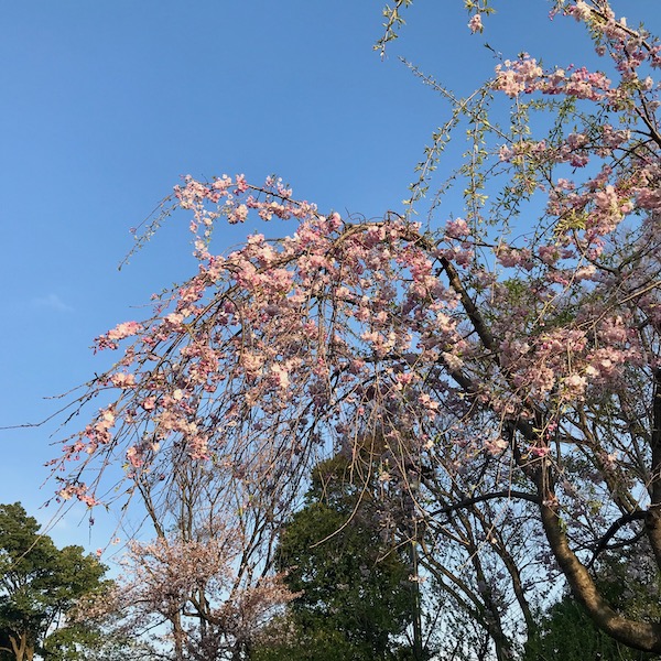 三分咲きの枝垂れ桜