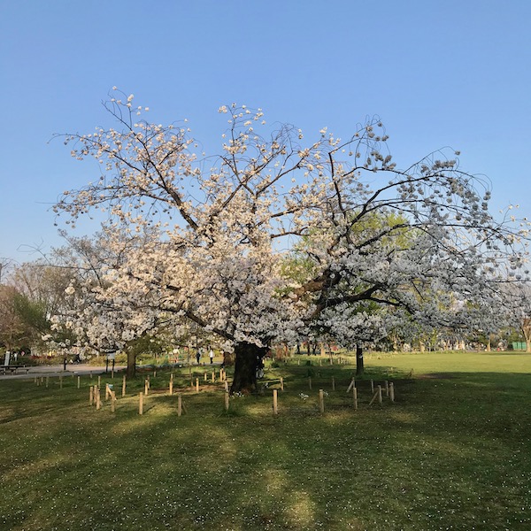 公園の桜