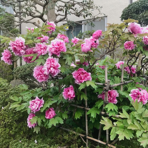 フロリバンダ