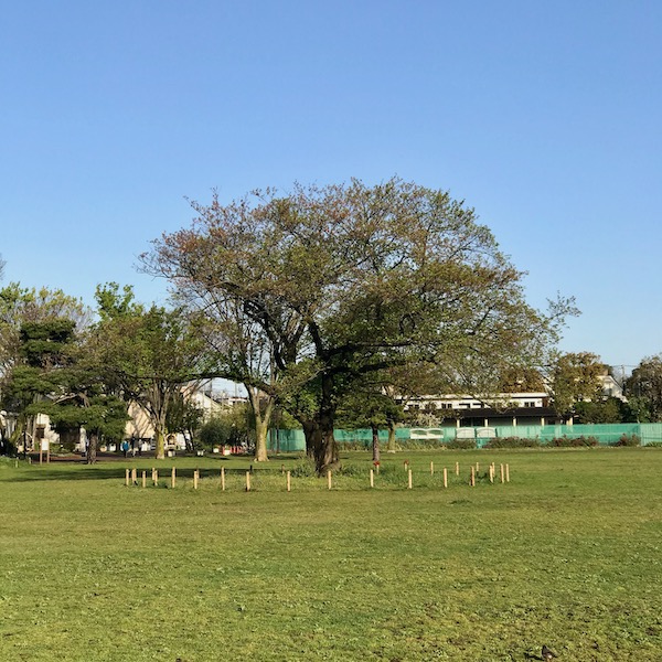 葉桜