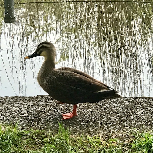 水鳥