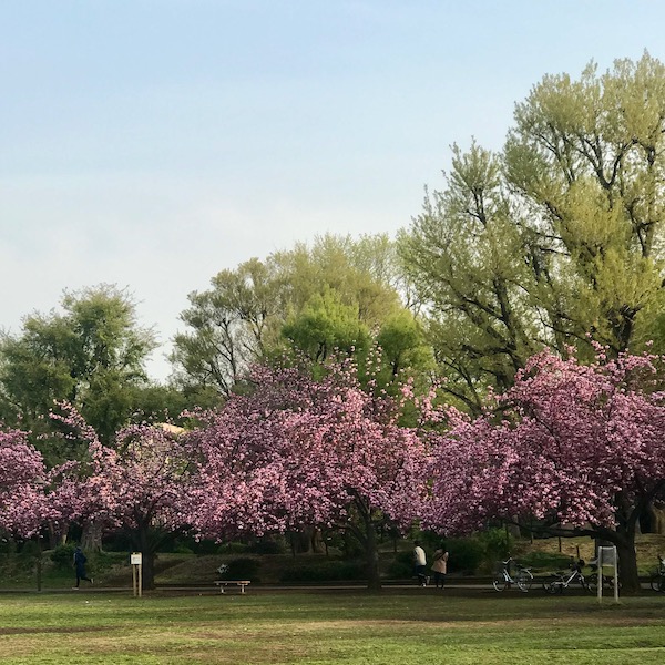 遅咲きの桜、カンザン