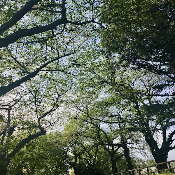萌える緑