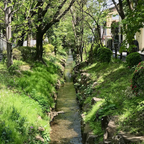 千川上水