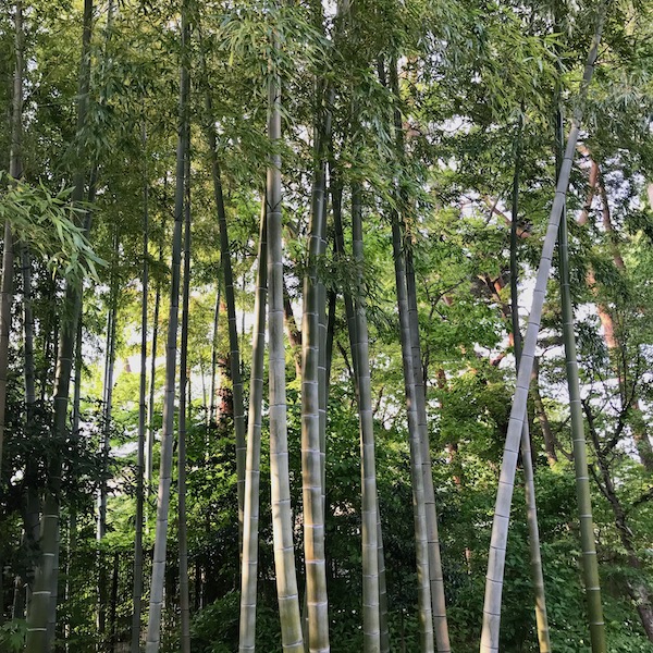 竹林