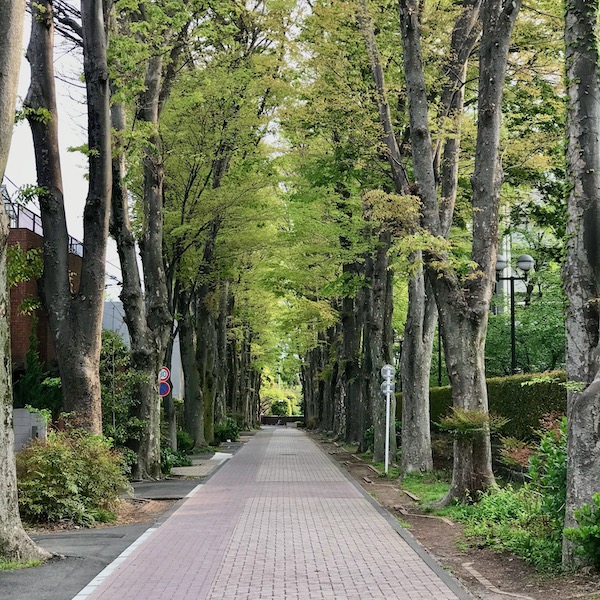 けやき並木