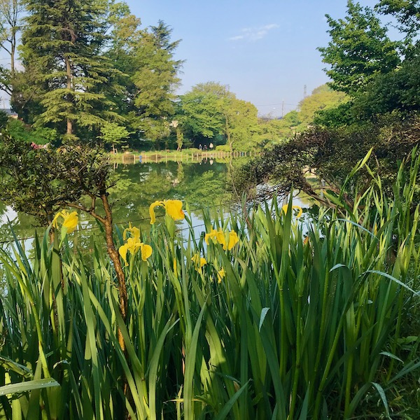 善福寺公園の菖蒲