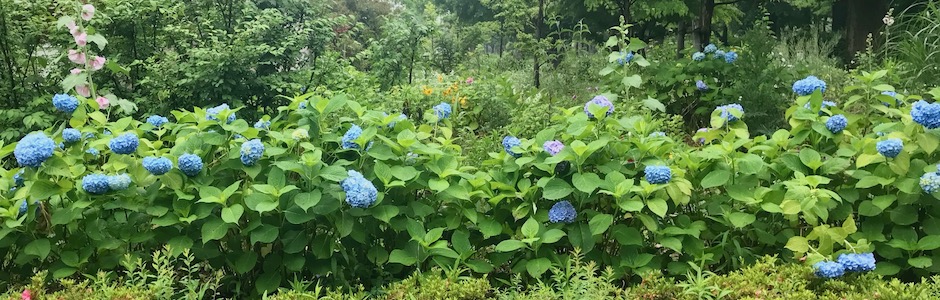 団地の紫陽花