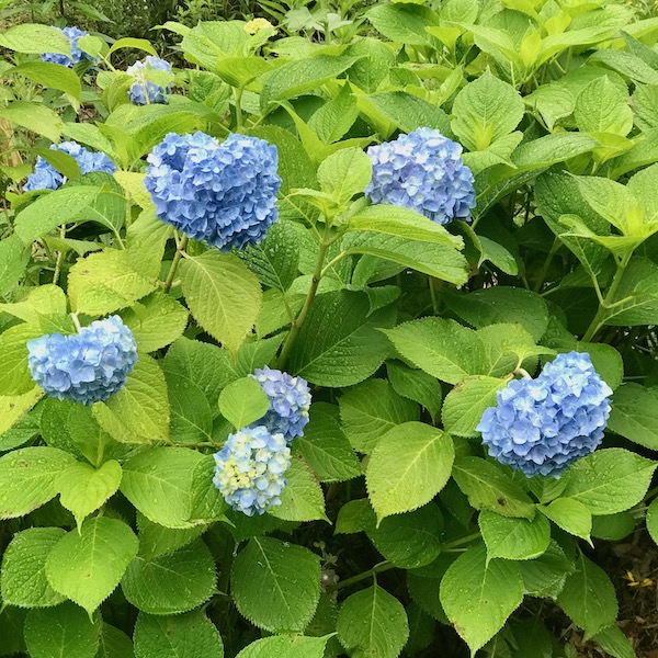 紫陽花