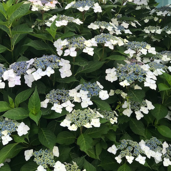 白い額紫陽花