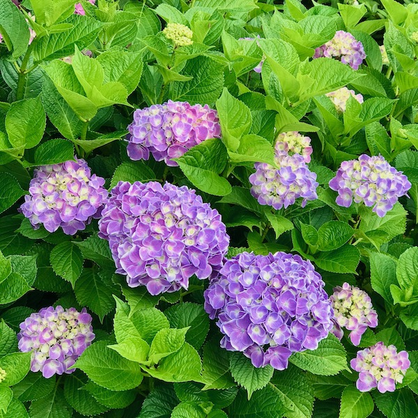 見頃の紫陽花