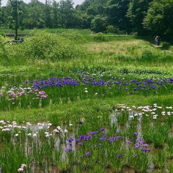 花菖蒲
