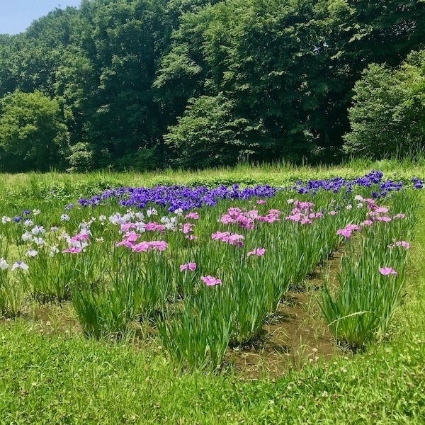 花菖蒲