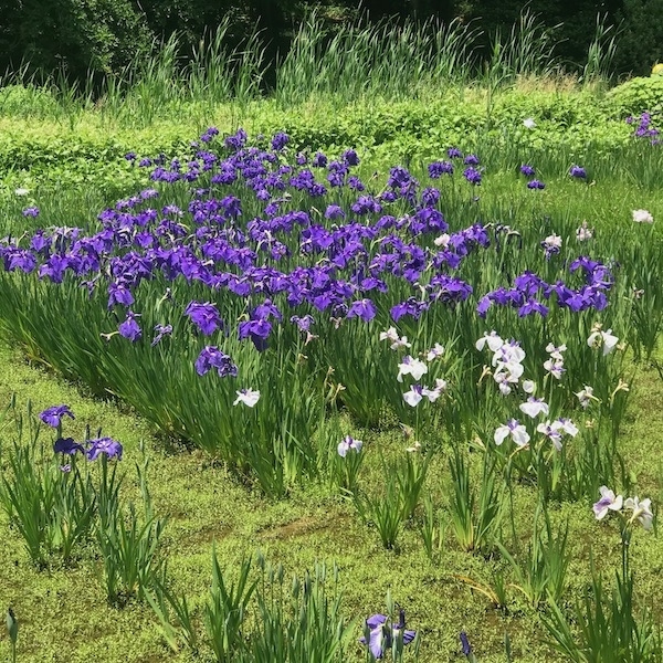 花菖蒲