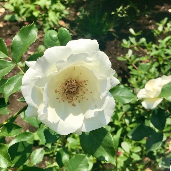 白いバラ