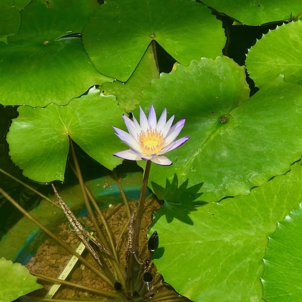睡蓮