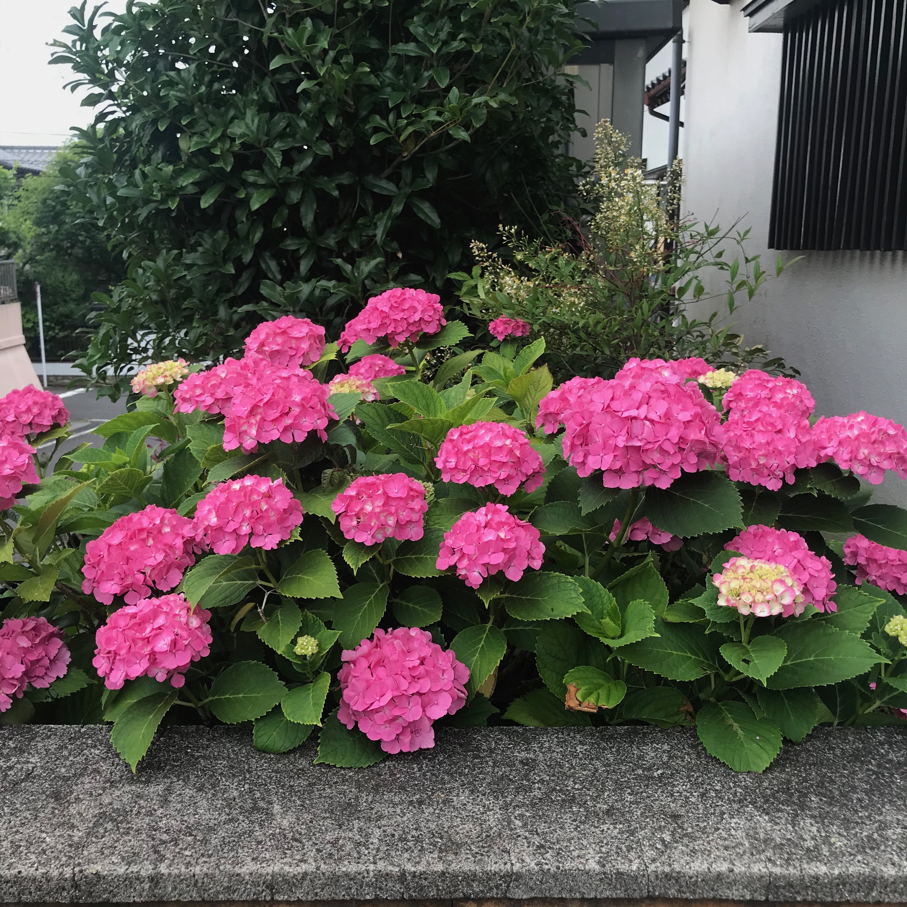 紫陽花