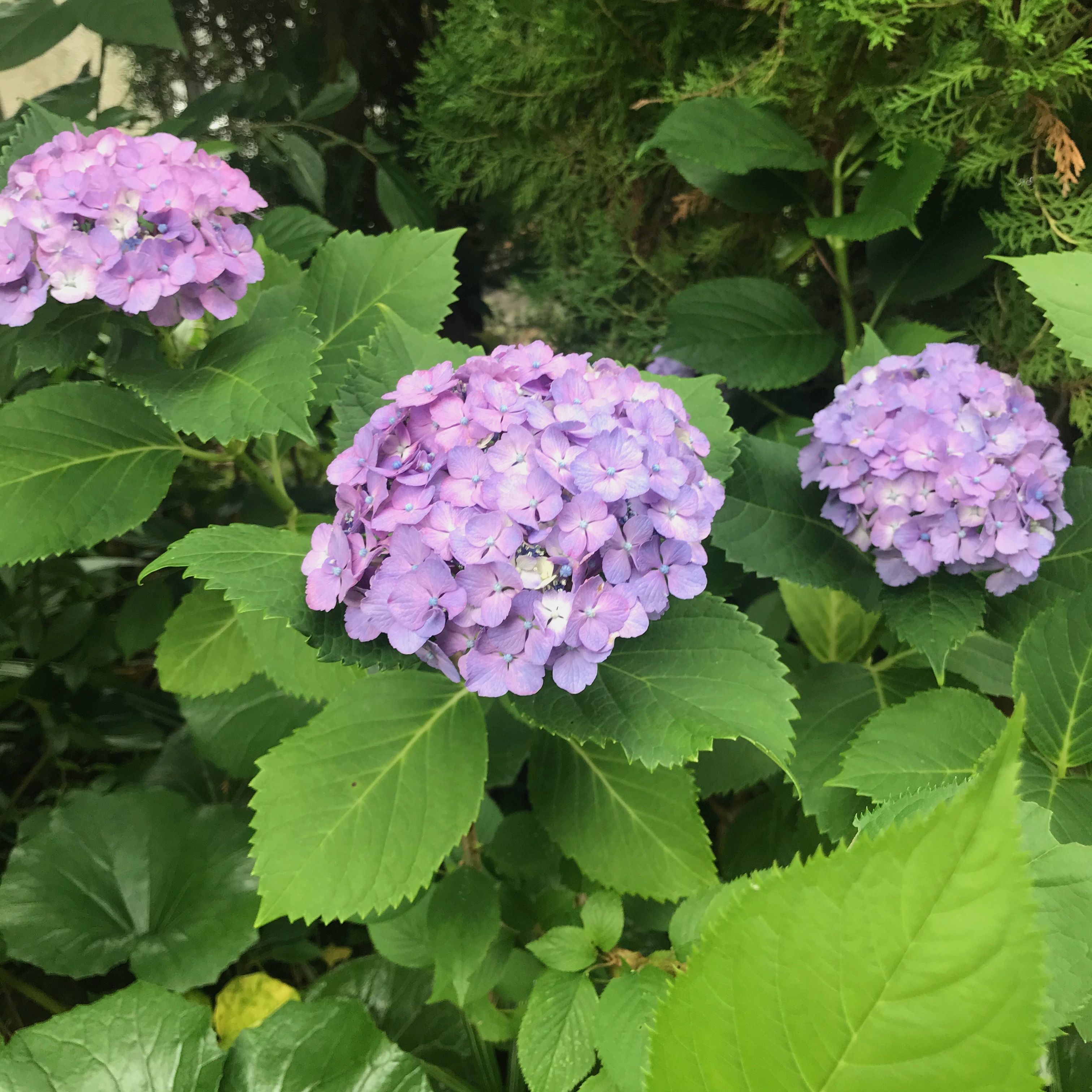紫陽花	