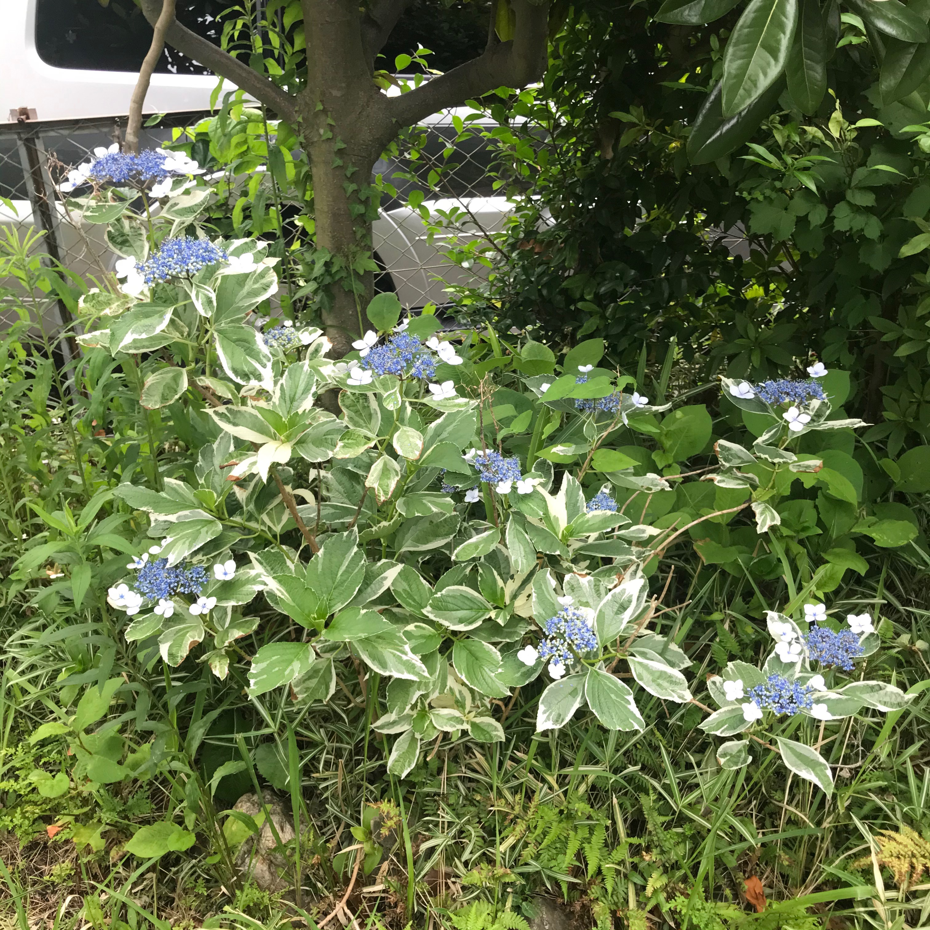 額紫陽花