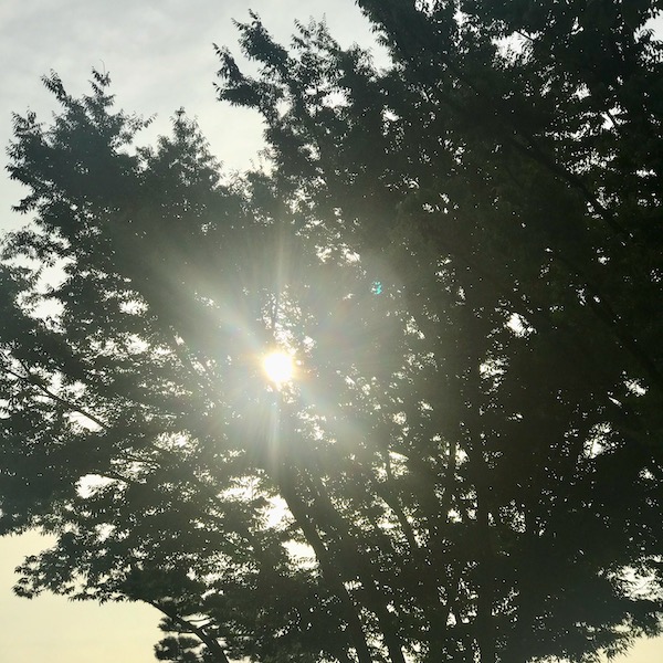 まぶしい日差し