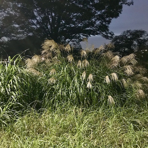 公園のススキ