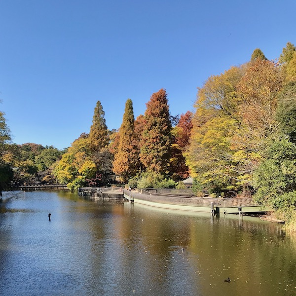 井の頭公園の池