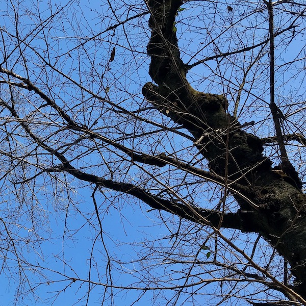井の頭公園の枯れ木