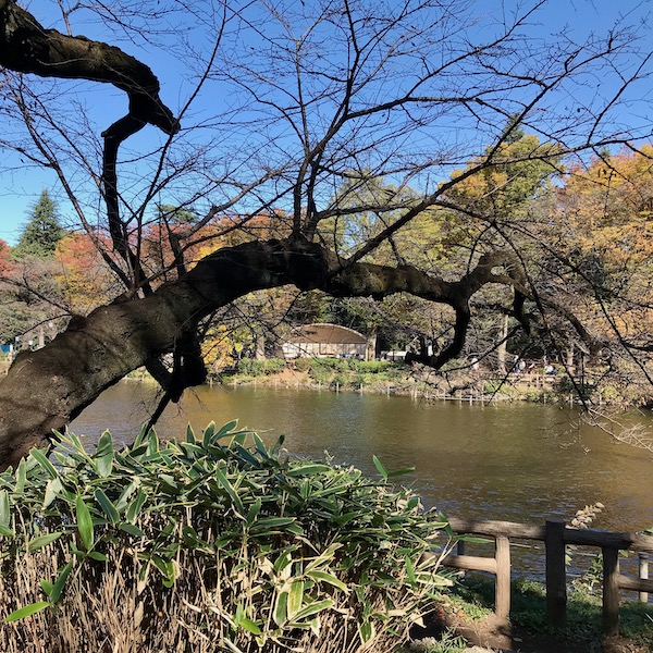 井の頭公園の野外舞台
