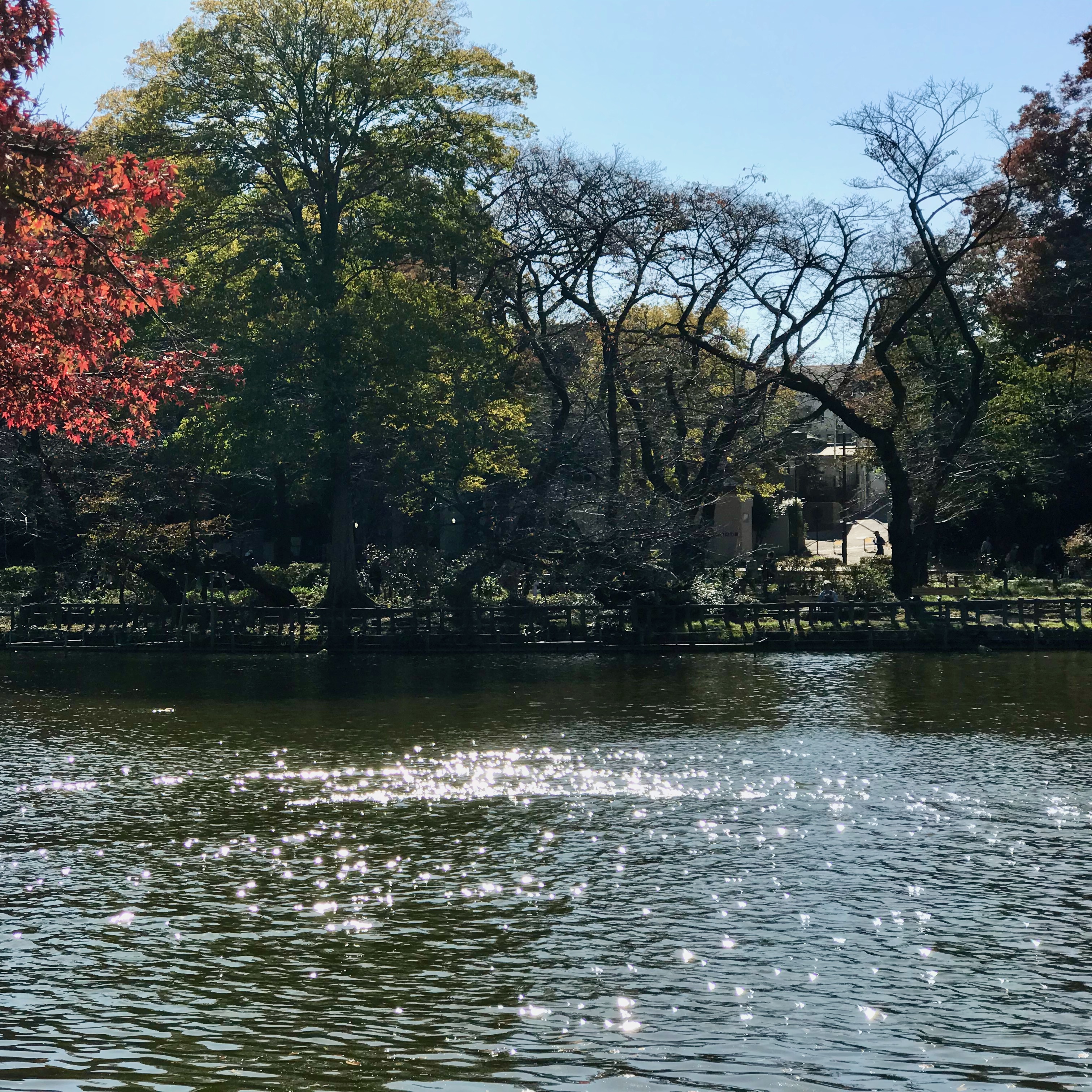 井の頭公園の池の水面