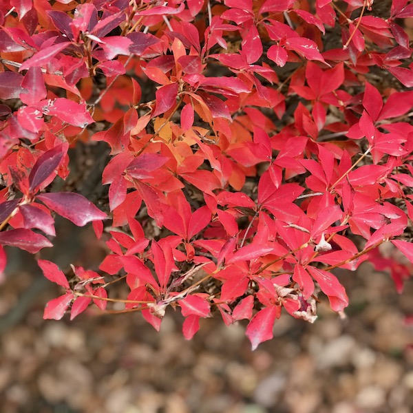 かえでの紅葉