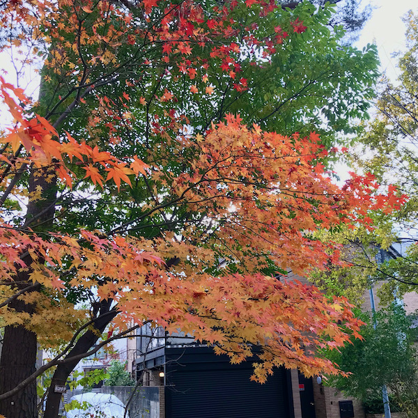 かえでの紅葉