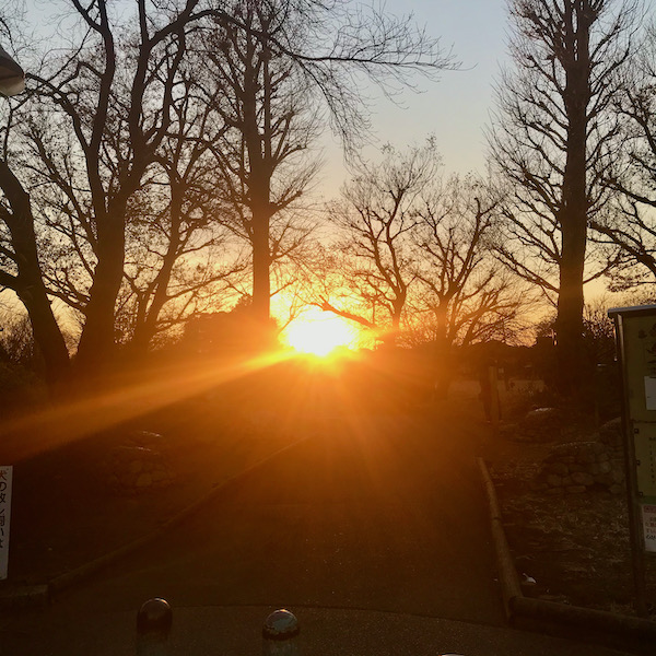 公園で沈む夕陽