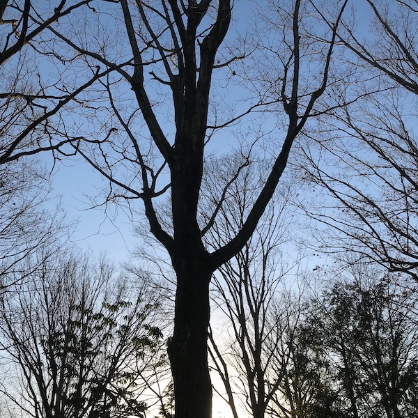 公園の木、逆光