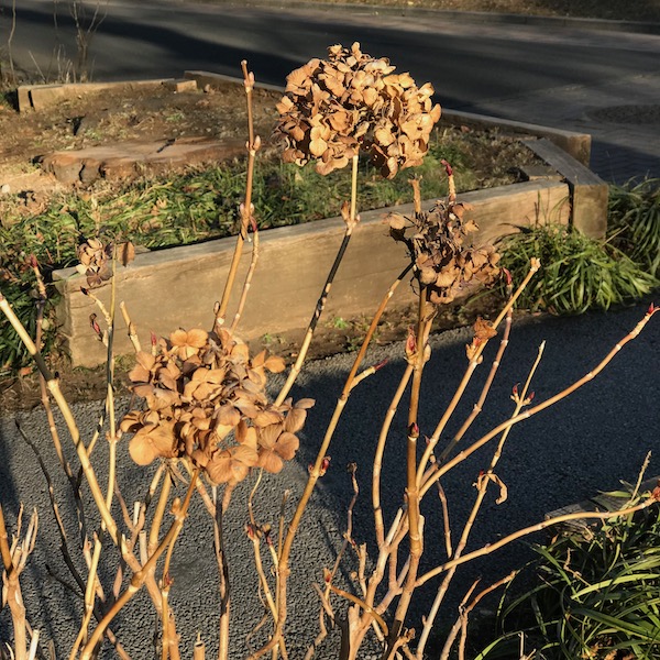 枯れた紫陽花