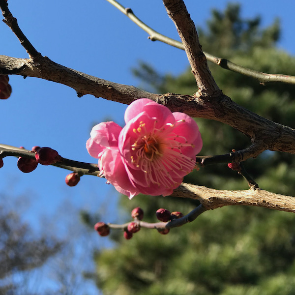紅梅、緋の司