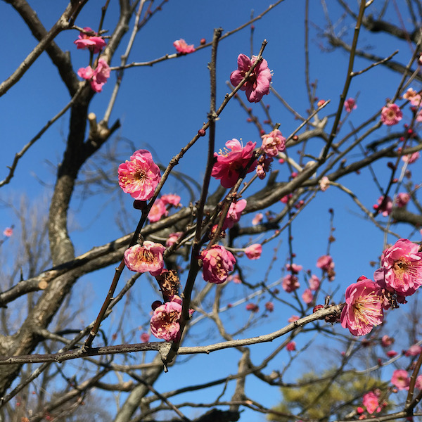 紅梅、緋の司
