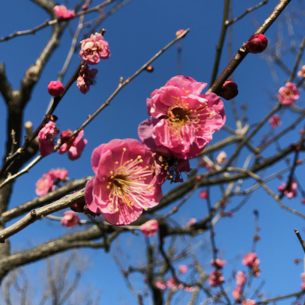 紅梅、緋の司