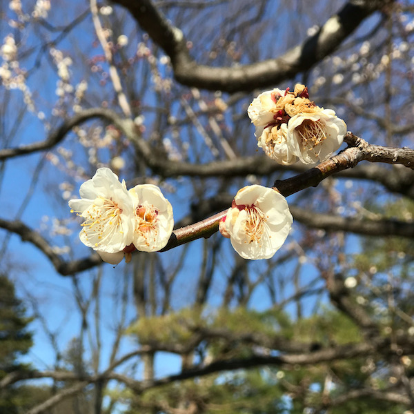白梅、古城の春に似る