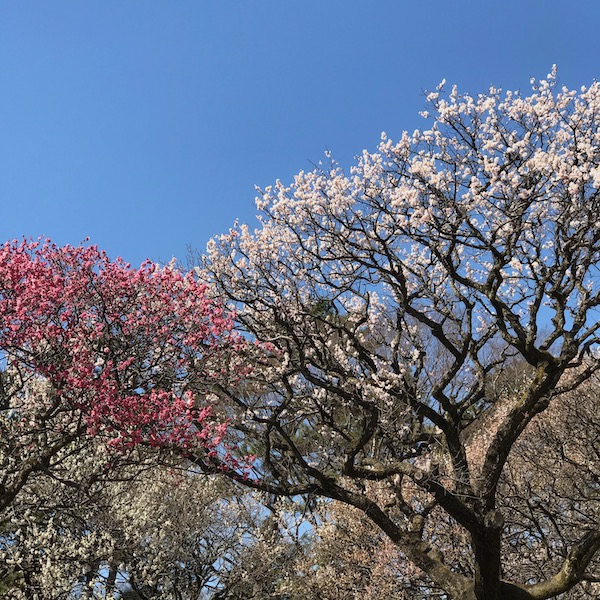 小金井公園の紅梅と白梅